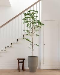 tree1